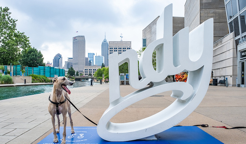 greyhound standing as the I in Indy statue
